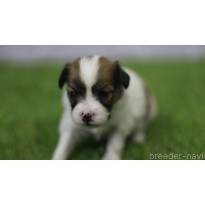 販売中の三重県のパピヨン-431160の8枚目