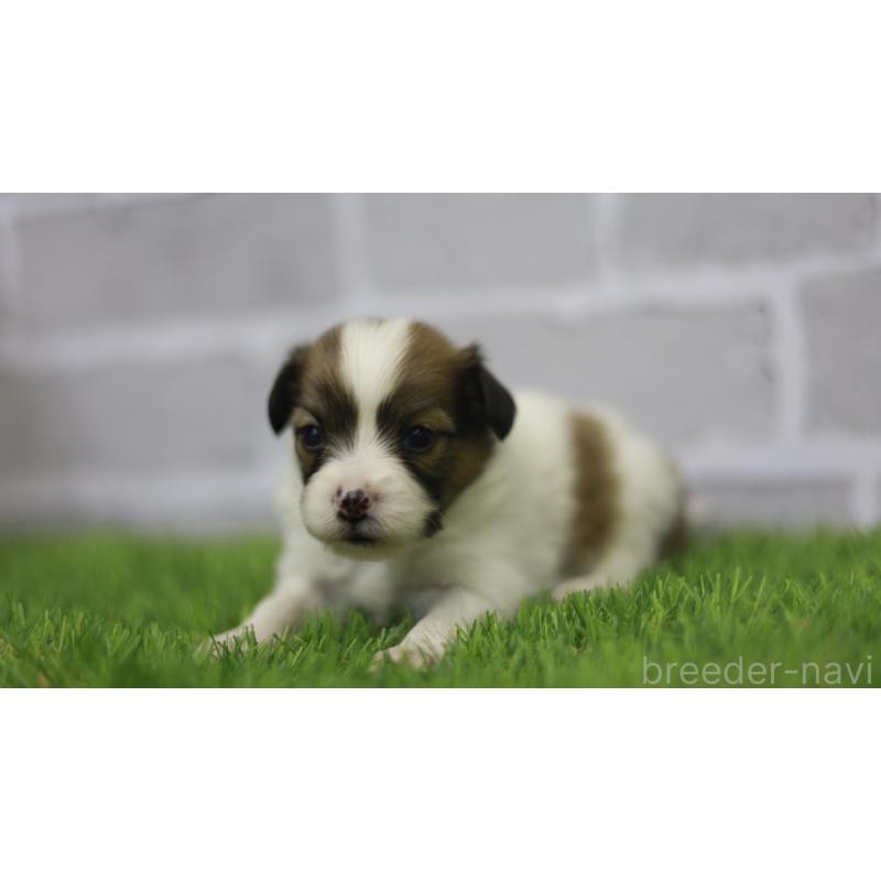 販売中の三重県のパピヨン-431160の7枚目