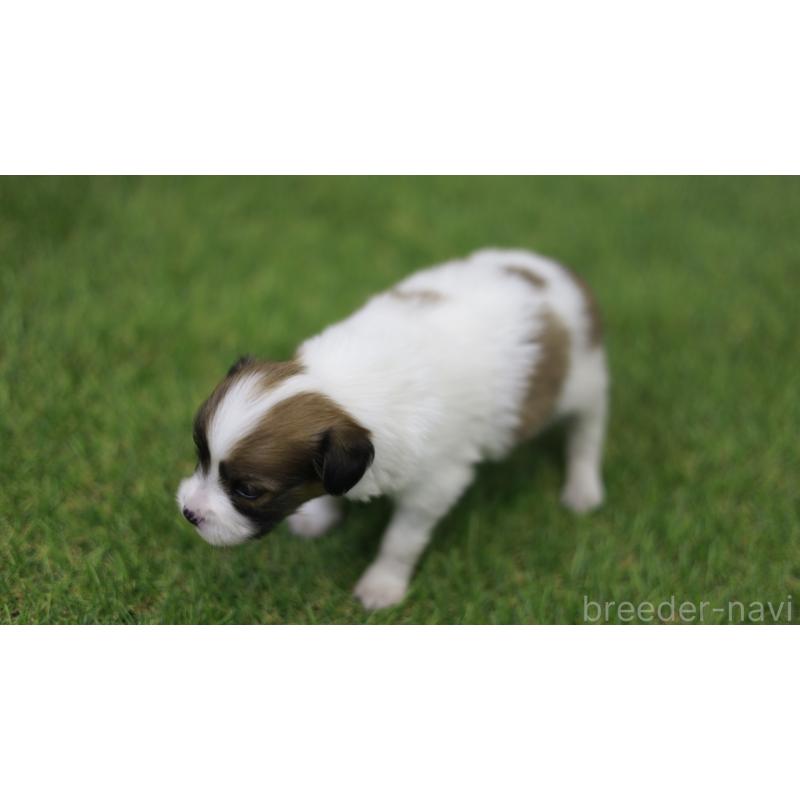 販売中の三重県のパピヨン-431160の6枚目