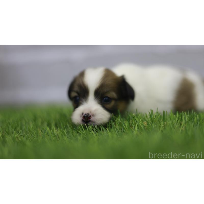 販売中の三重県のパピヨン-431160の5枚目