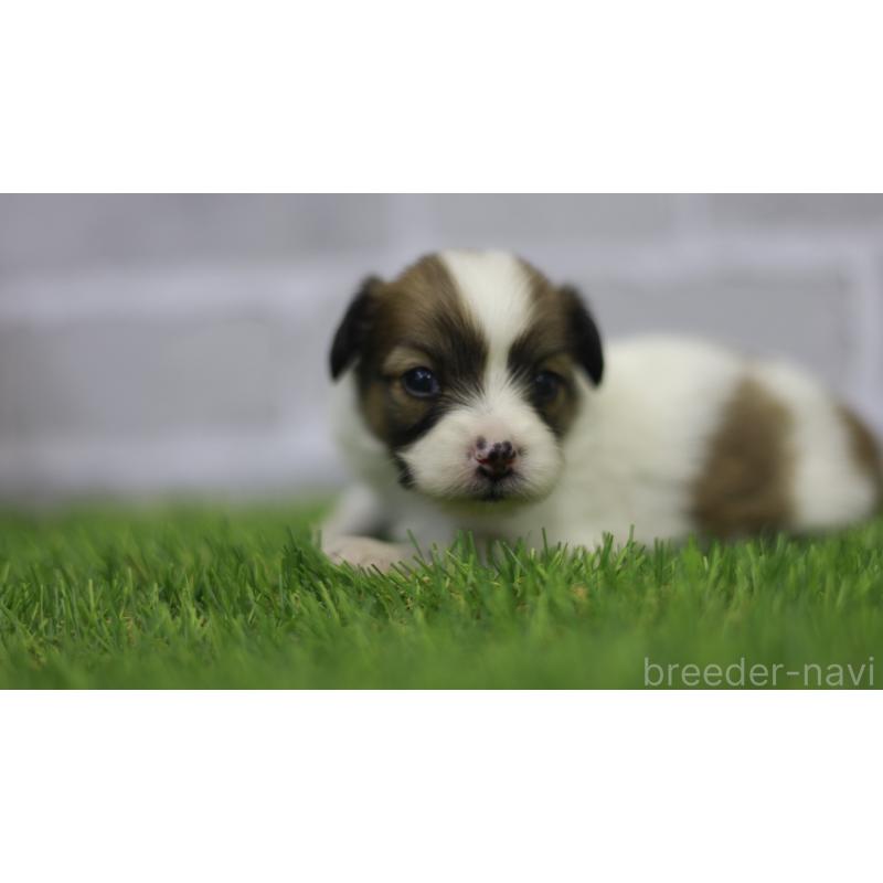 販売中の三重県のパピヨン-431160の4枚目