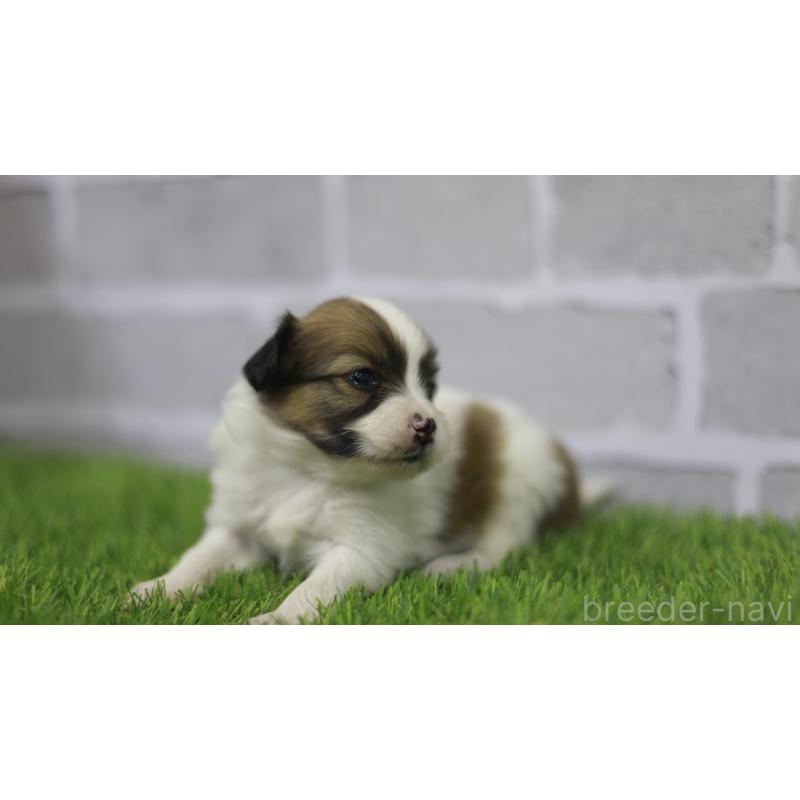 販売中の三重県のパピヨン-431160の3枚目