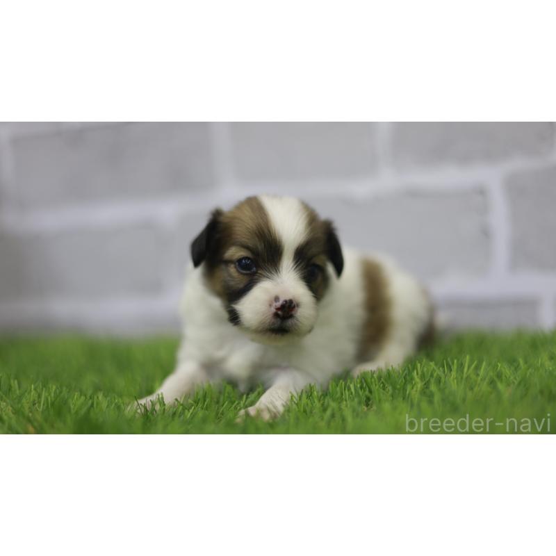 販売中の三重県のパピヨン-431160の2枚目