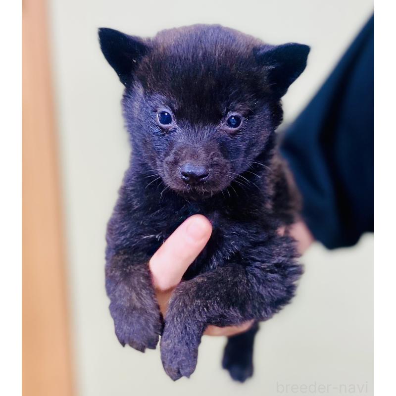 販売中の静岡県の甲斐犬-431057の6枚目
