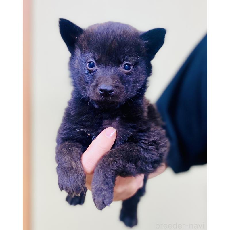 販売中の静岡県の甲斐犬-431057の5枚目