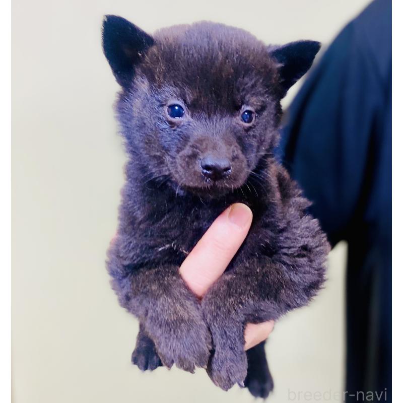 販売中の静岡県の甲斐犬-431057の4枚目