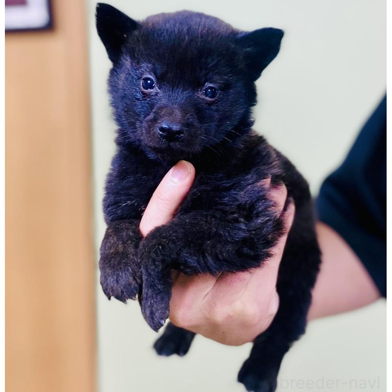 販売中の静岡県の甲斐犬-431057の3枚目