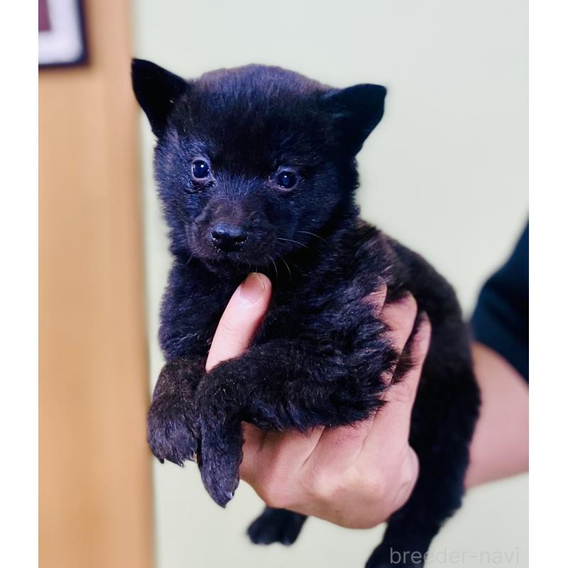 販売中の静岡県の甲斐犬-431057の2枚目