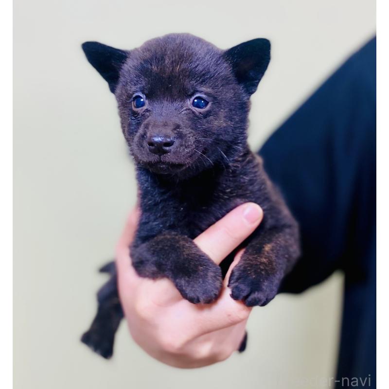 販売中の静岡県の甲斐犬-431070の5枚目