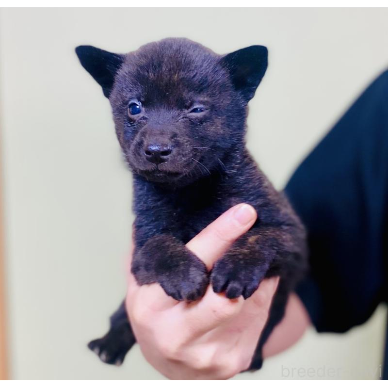 販売中の静岡県の甲斐犬-431070の4枚目