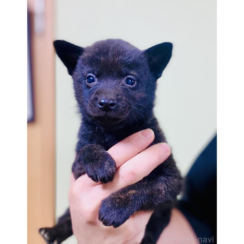 販売中の静岡県の甲斐犬-431070の3枚目