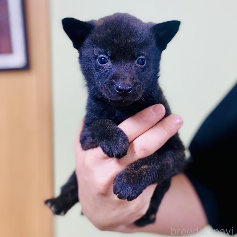 販売中の静岡県の甲斐犬-431070の2枚目