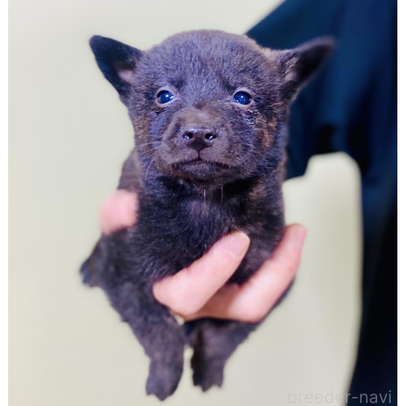 販売中の静岡県の甲斐犬-431073の3枚目