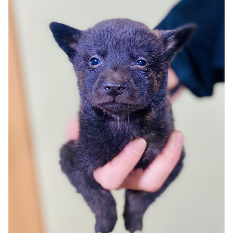 販売中の静岡県の甲斐犬-431073の2枚目