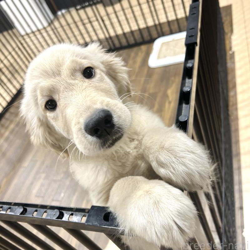 成約済の栃木県のゴールデンレトリーバー-421576の14枚目