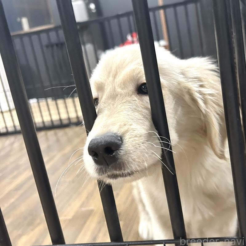 成約済の栃木県のゴールデンレトリーバー-421576の12枚目