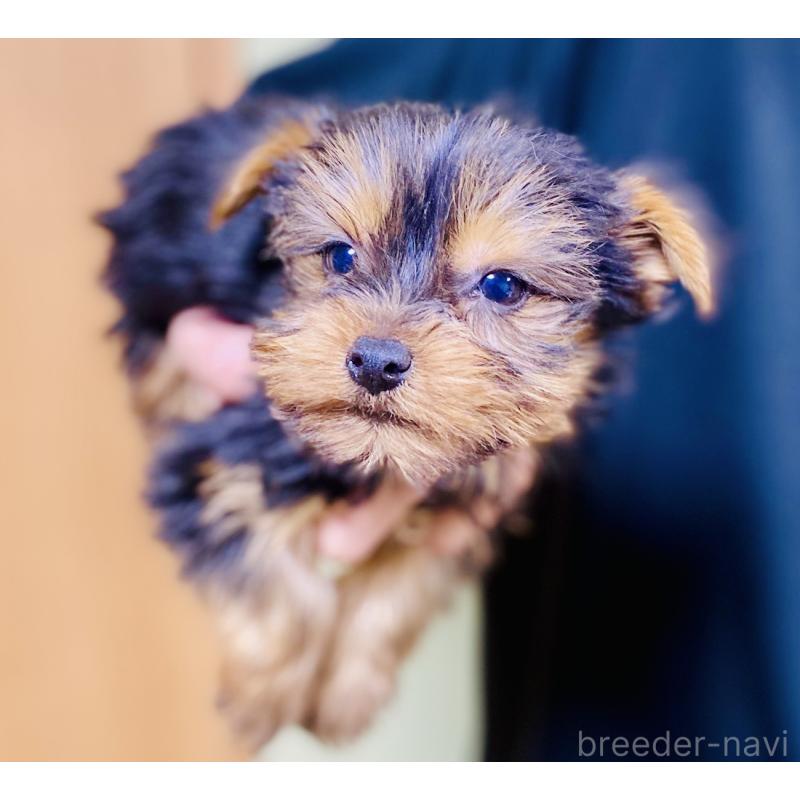 販売中の静岡県のヨークシャーテリア-431077の5枚目