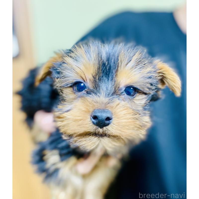 販売中の静岡県のヨークシャーテリア-431077の4枚目