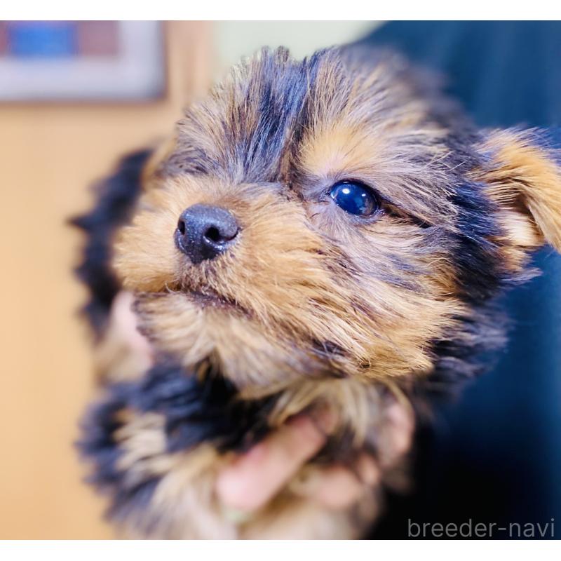 販売中の静岡県のヨークシャーテリア-431077の3枚目
