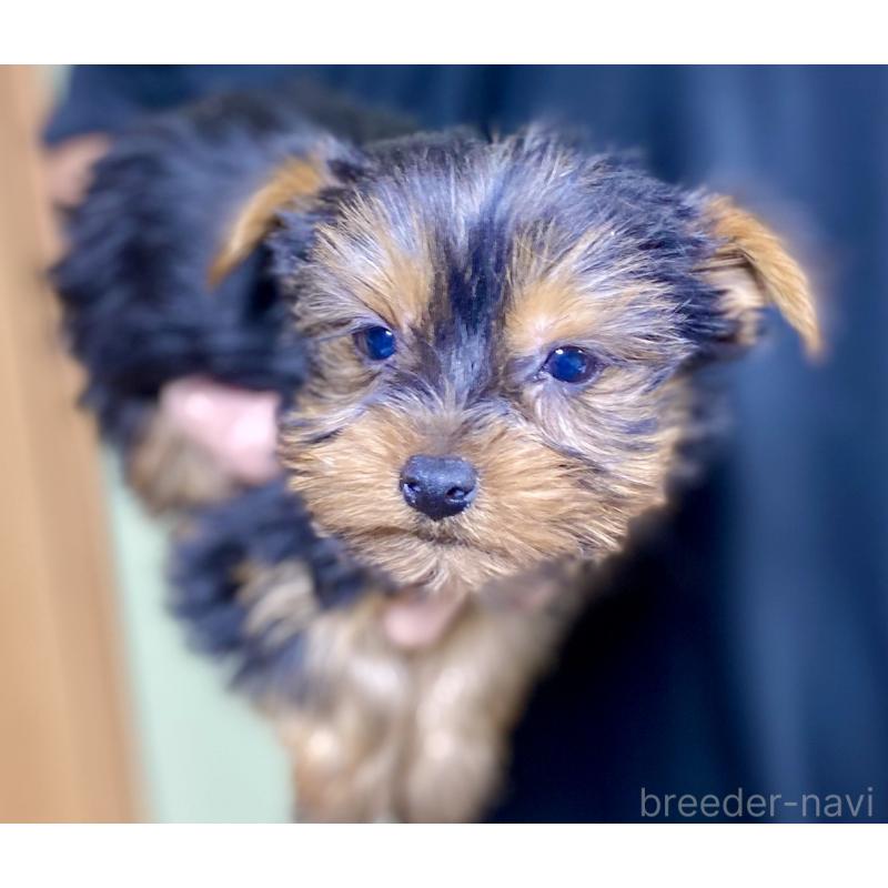 販売中の静岡県のヨークシャーテリア-431077の2枚目