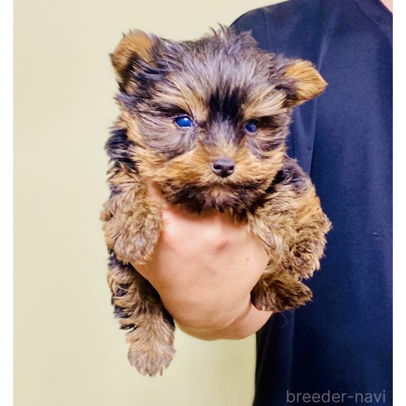 販売中の静岡県のヨークシャーテリア-431076の2枚目