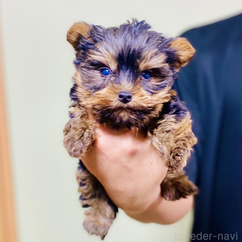 販売中の静岡県のヨークシャーテリア-431076