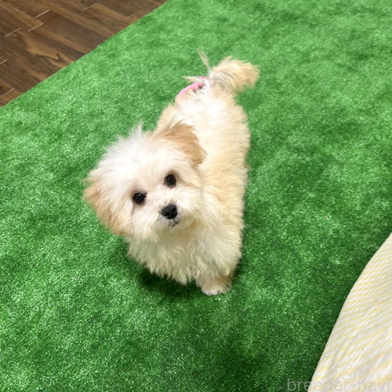 販売中の栃木県のマルプー:マルチーズ×トイプードル-417441の3枚目