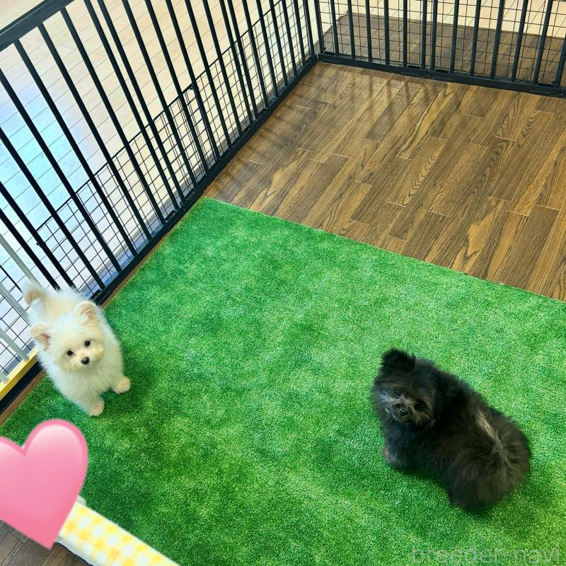 成約済の栃木県のポメプー:ポメラニアン×トイプードル-420769の6枚目