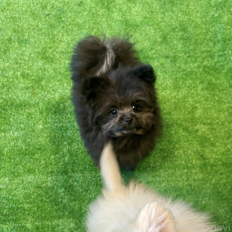 成約済の栃木県のポメプー:ポメラニアン×トイプードル-420769の5枚目