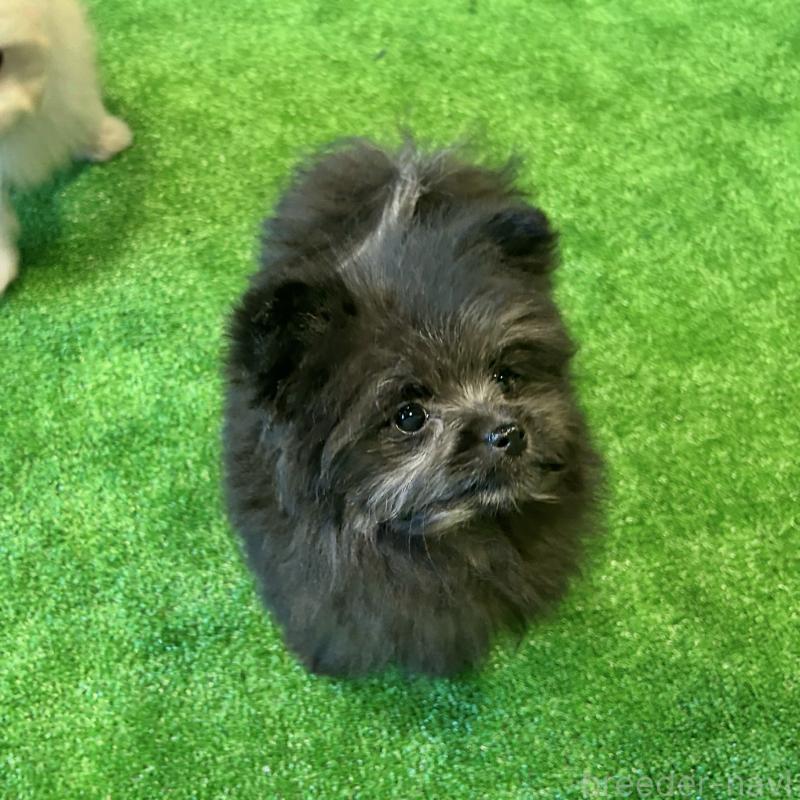 成約済の栃木県のポメプー:ポメラニアン×トイプードル-420769の3枚目