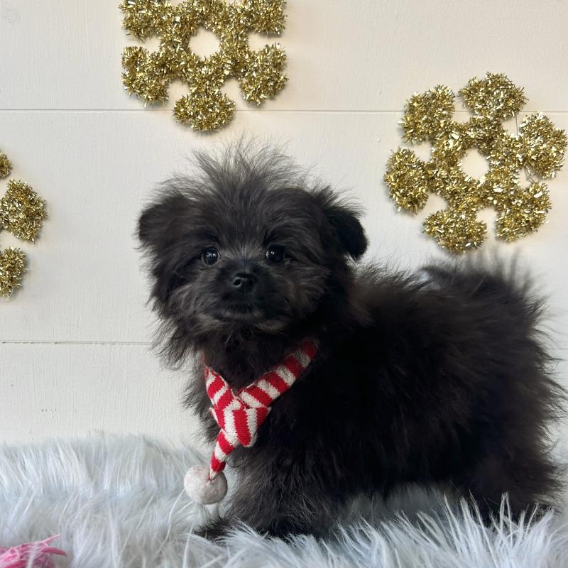 成約済の栃木県のポメプー:ポメラニアン×トイプードル-420769の2枚目