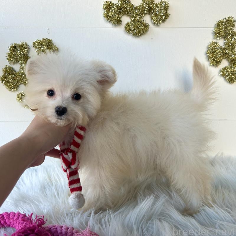 成約済の栃木県のポメプー:ポメラニアン×トイプードル-420768の4枚目