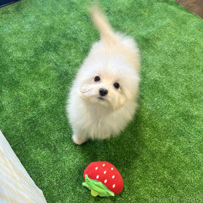 成約済の栃木県のポメプー:ポメラニアン×トイプードル-420768の3枚目