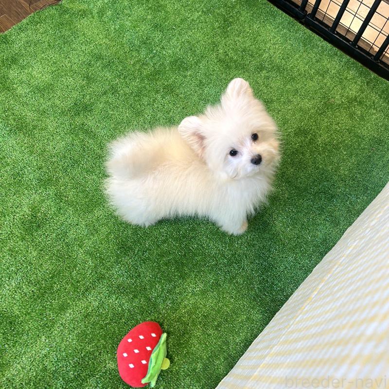 成約済の栃木県のポメプー:ポメラニアン×トイプードル-420768の2枚目