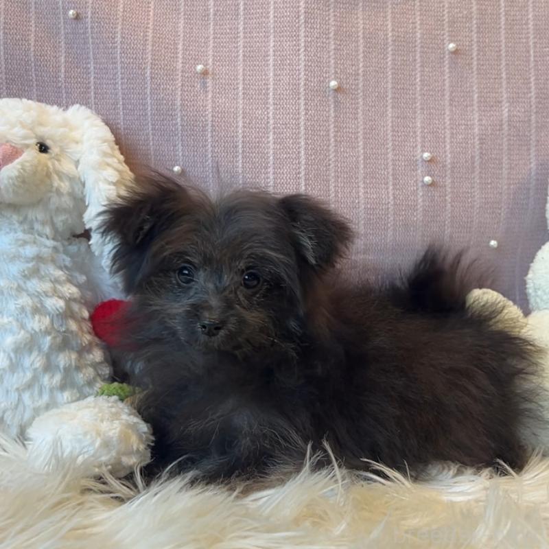 販売中の栃木県のポメプー:ポメラニアン×トイプードル-418766の3枚目