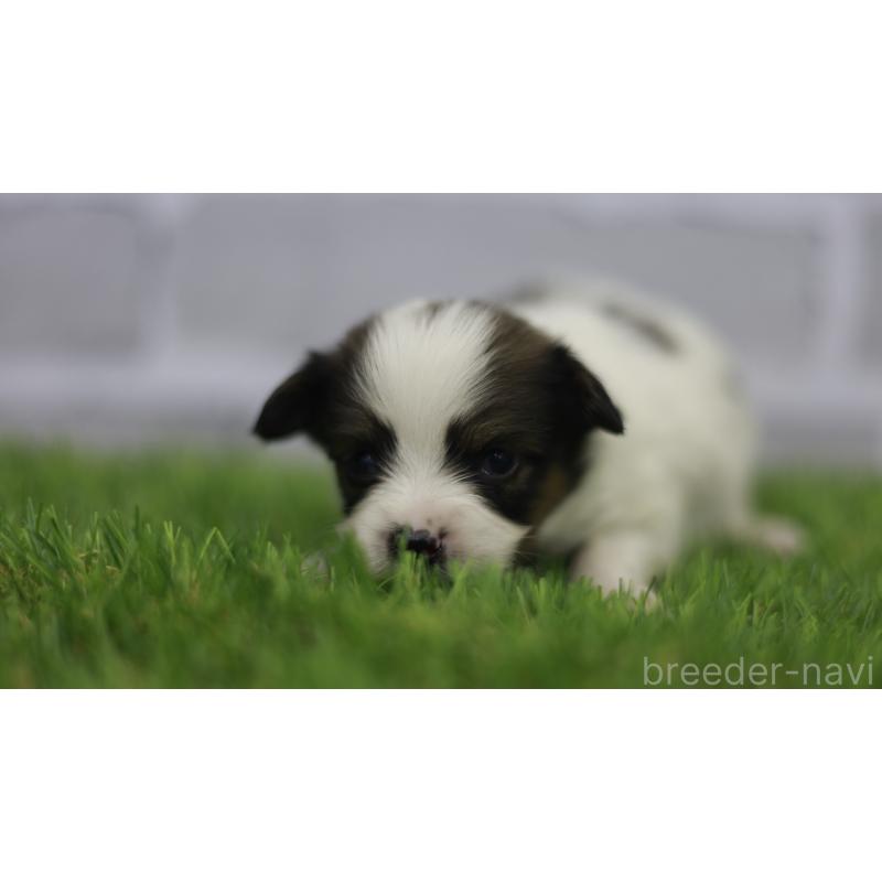 販売中の三重県のパピヨン-431164の11枚目