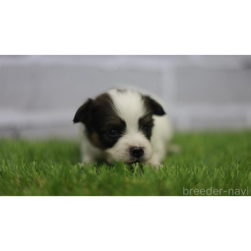 販売中の三重県のパピヨン-431164の10枚目