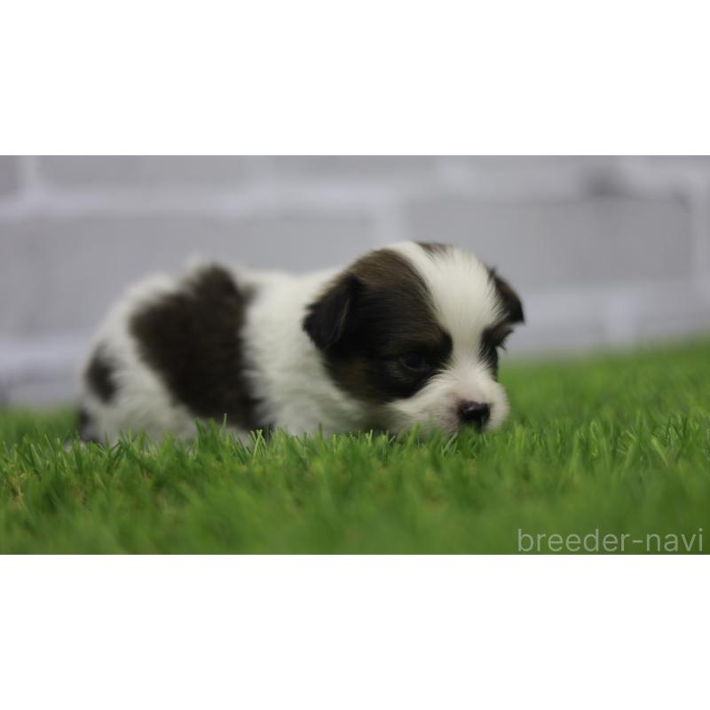 販売中の三重県のパピヨン-431164の9枚目