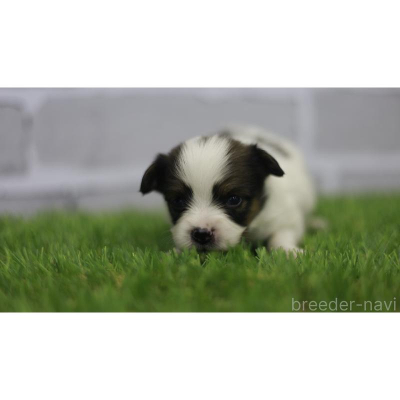 販売中の三重県のパピヨン-431164の8枚目