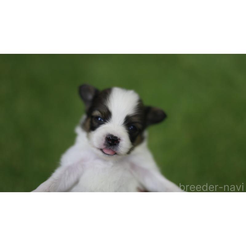 販売中の三重県のパピヨン-431164の7枚目