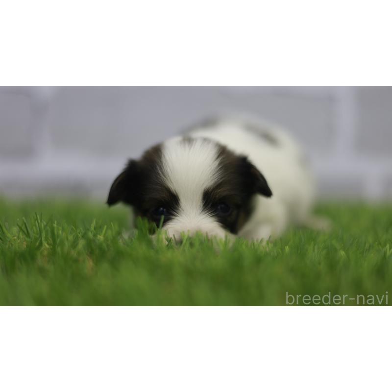 販売中の三重県のパピヨン-431164の6枚目