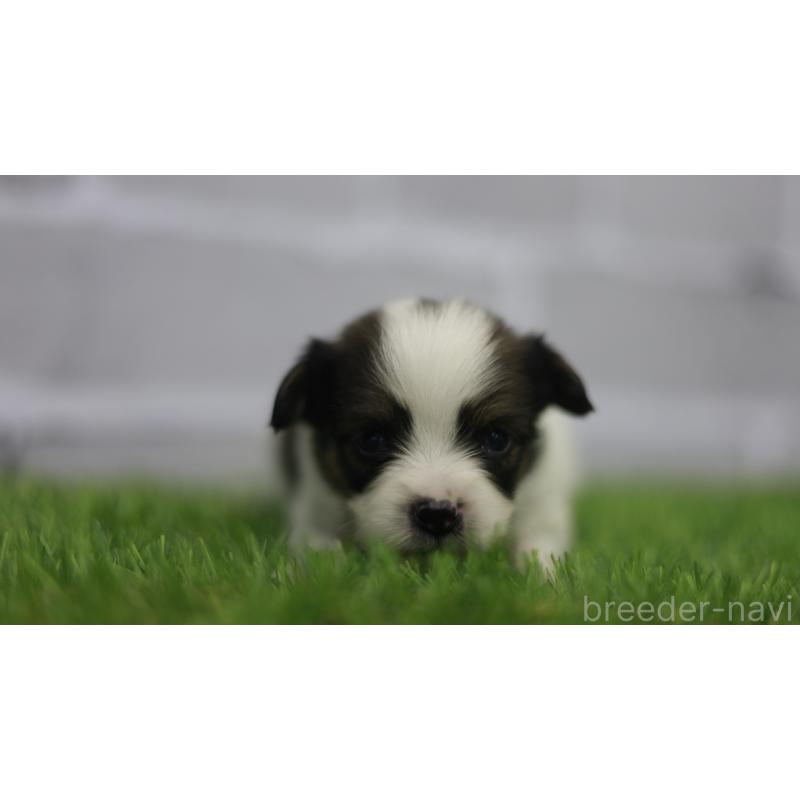 販売中の三重県のパピヨン-431164の5枚目