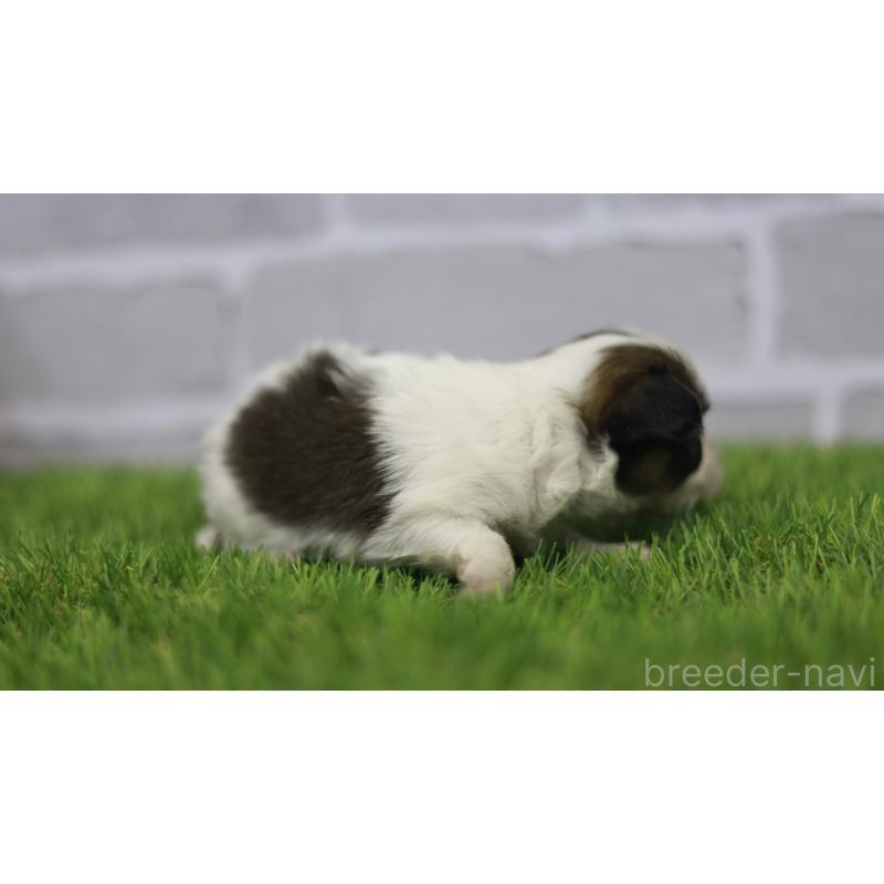 販売中の三重県のパピヨン-431164の4枚目