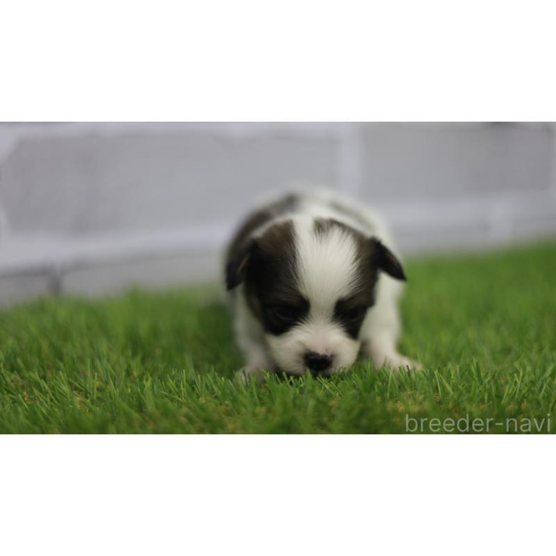 販売中の三重県のパピヨン-431164の3枚目