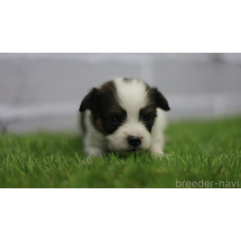 販売中の三重県のパピヨン-431164の2枚目