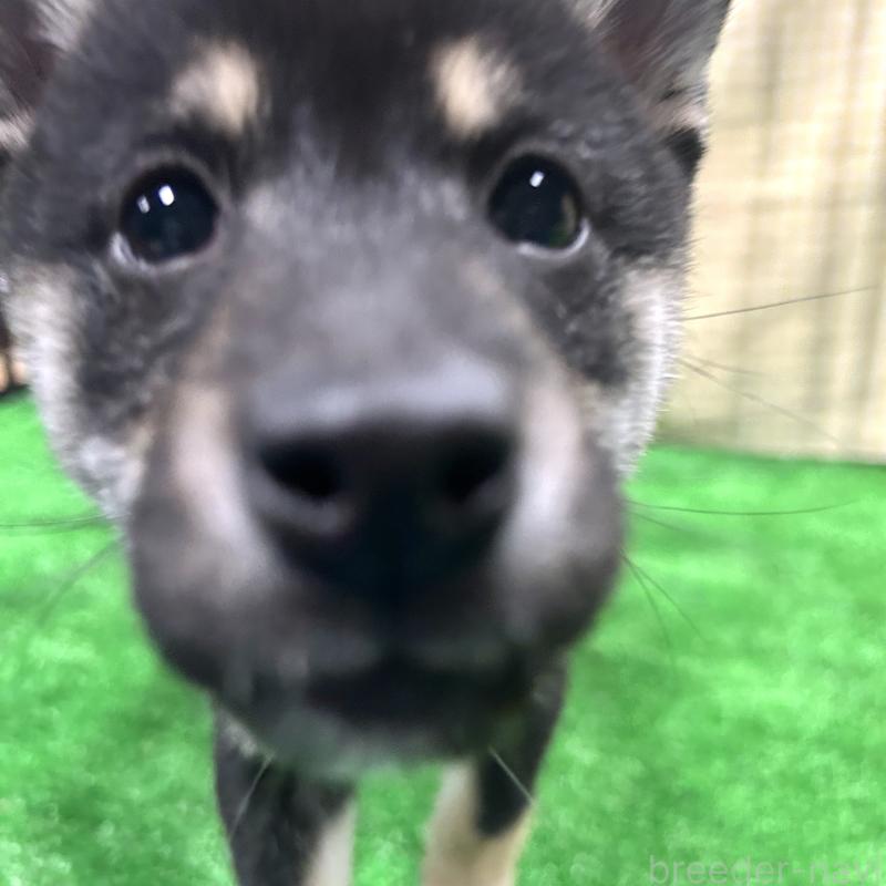 販売中の栃木県の柴犬-427578の4枚目