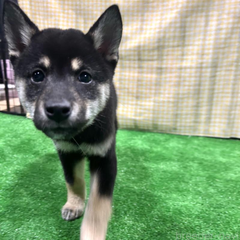 販売中の栃木県の柴犬-427578の3枚目