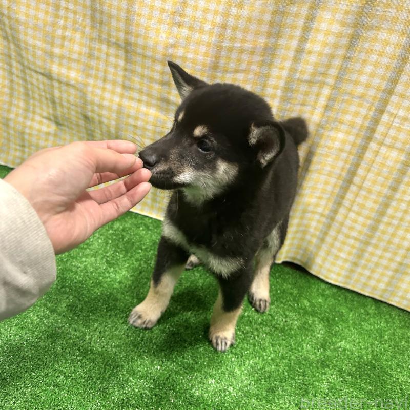 販売中の栃木県の柴犬-427578の2枚目