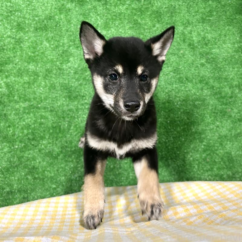 販売中の栃木県の柴犬-427578