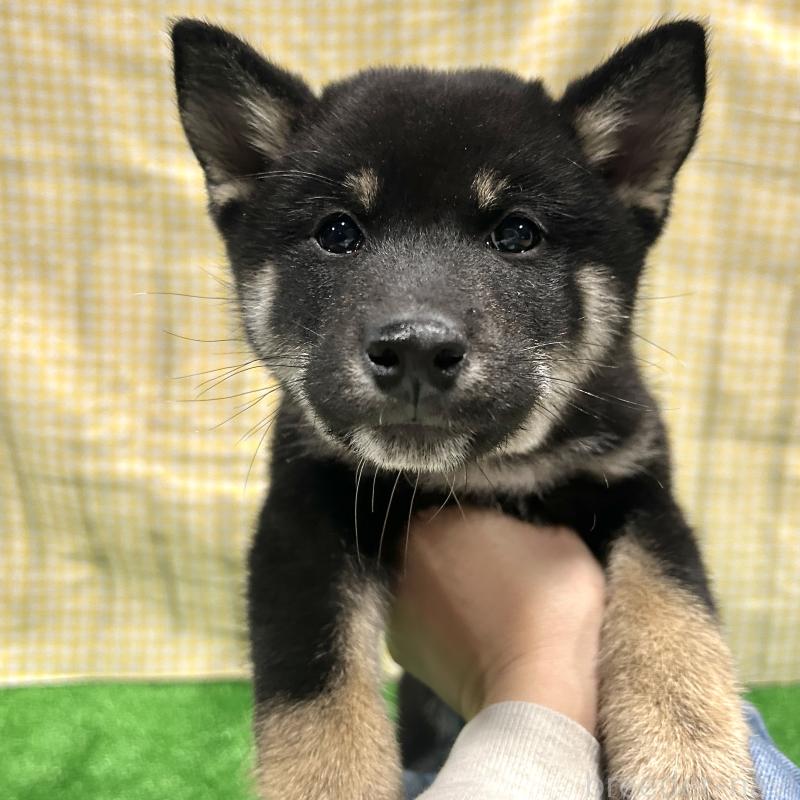 販売中の栃木県の柴犬-427580